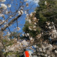 [ 일본 여행 ] 나 혼자 3박 4일 도쿄 벚꽃 여행 날씨, 옷차림, 일정, 벚꽃 개화 시기