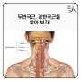 [Semispinalis]두반극근, 경반극근 (머리반가시근, 목반가시근)을 알아보자