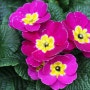 다양한 색상의 예쁜 꽃이 피는 프리물라 폴리안사 (Primula x Polyantha)