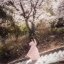 서울 공원 봄 벚꽃스냅 헬로나나 필름스냅