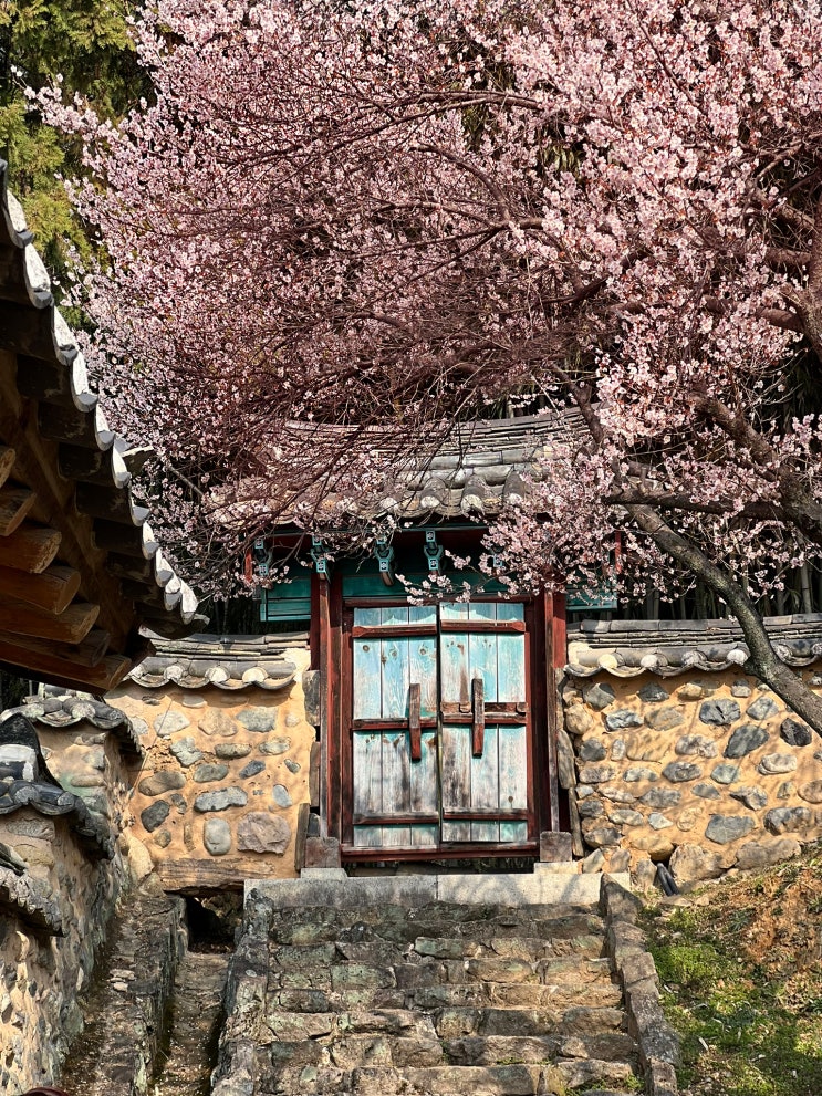 밀양 여행코스 가볼만한곳 밀양향교 홍매화 명소