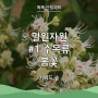 [똑똑 산림과학] 키워드숲 - 꿀벌들이 좋아하는 '밀원자원' <봄꽃나무>