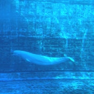 귀여운 벨루가와 돌고래의 공연을 볼 수 있는 체험형 수족관 거제 씨월드