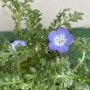 청초하고 사랑스러운 푸른 꽃, 네모필라 키우기