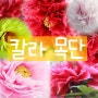 🌼대성농원 2024년 봄 목단 입고🌼