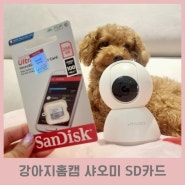 강아지홈캠 샤오미카메라 SD카드 샌디스크 256GB 용량 사용후기