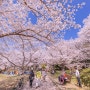 일본(日本) 고베(神戸) 벚꽃(さくら)여행 3일차 3.아카시공원(明石公園)