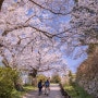일본(日本) 고베(神戸) 벚꽃(さくら)여행 3일차 2.아카시성터(明石城跡)