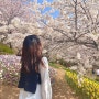 서울 벚꽃 명소인 연희숲속쉼터추천(개화시기,가는길)