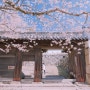 일본(日本) 고베(神戸) 벚꽃(さくら)여행 3일차 1-2.히메지성(姫路城)