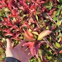 [묘목도매] 홍가시나무 레드로빈 h1.5 묘목 22% 할인판매