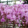 화성시 우리꽃 식물원 한옥 형태 유리온실에서 미리 만난 봄