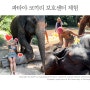 [ 파타야 코끼리 생츄어리 ] 코끼리 먹이주기 목욕체험 구조단체 보호소 ( + 코끼리 움짤 가득 !! 학대당한 코끼리 이야기 ) 태국 정글 이색체험 액티비티