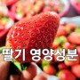 맛좋은 딸기의 영양성분과 보관방법