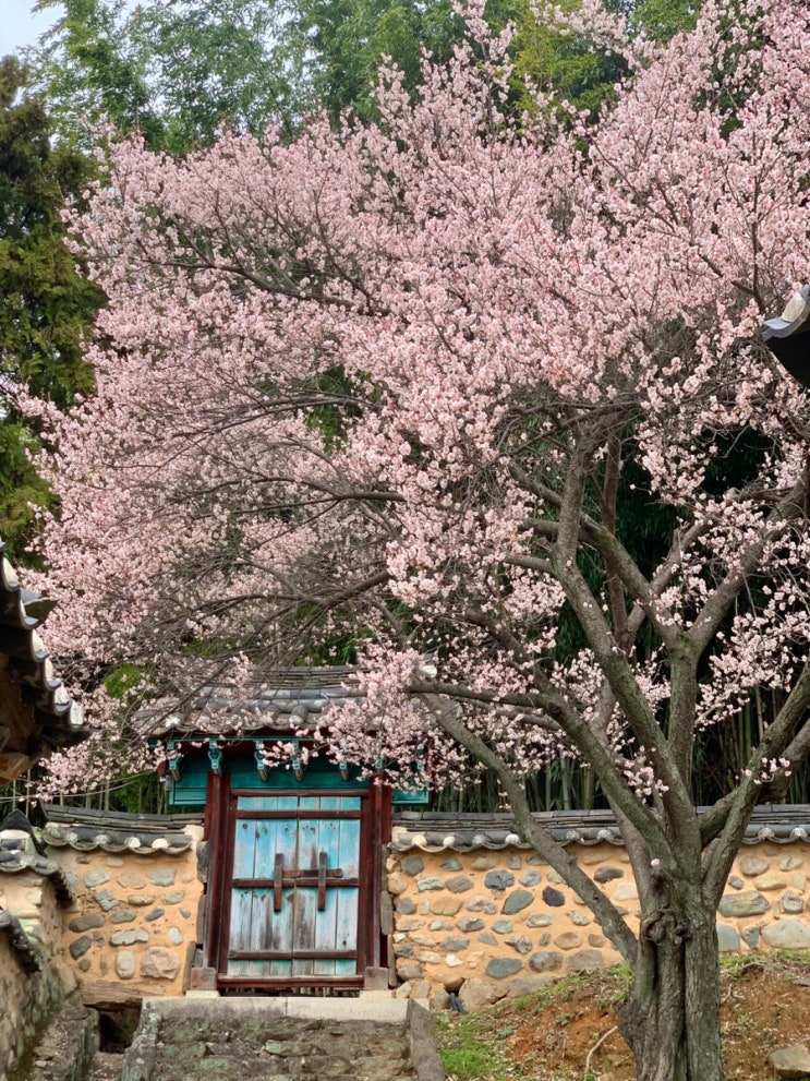 경남 밀양 가볼만 한 곳 : 매화명소 밀양향교