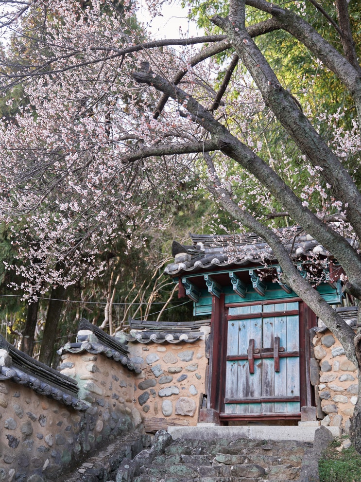 아이와 함께 매화 명소 밀양향교 방문! 어린이 도서관이 있는 향교