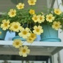 주말에 집에 있으면 꽃과 함께... 사랑초 꽃이 활짝 피었습니다.^^