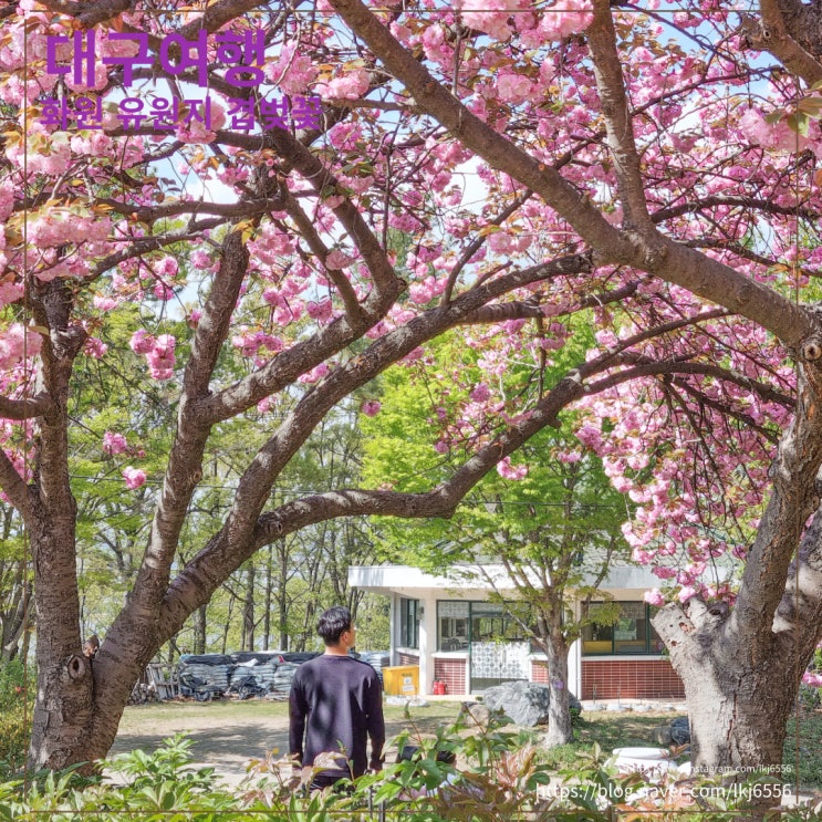 대구 봄 여행 화원 유원지 화원동산 겹 벚꽃 명소
