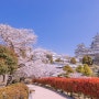 일본(日本) 고베(神戸) 벚꽃(さくら)여행 3일차 1-3.히메지성(姫路城)