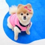 키니키니 강아지옷 브랜드, 체리 코비 슬리브 핑크 후기