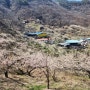 버스패키지여행 광양매화마을 축제 구례 산수유마을 꽃구경