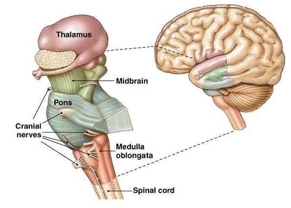 신경계 물리치료 환자 Case 7 (Brain stem, pons & Two scale test) : 네이버 블로그