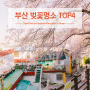 한국벚꽃개화시기 부산 벚꽃 명소 top4