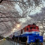 (청주대전출발)2024 진해벚꽃축제 군항제 경화역 여좌천 해군사관학교 국내 당일 버스여행!
