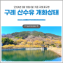 [구례 여행] 24년3월10일(일) 구례 산수유 개화상태(산수유시목지&현천마을)