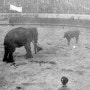 1906년, 코끼리와 소의 싸움