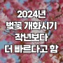 [부산주택관리사학원] 2024년 벚꽃 개화시기&축제일정