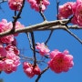 대구수목원 매화 꽃놀이 실내 볼거리 입장료 주차 3월 봄 가볼만한 곳