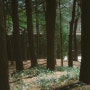 봄 벚꽃스냅 최고장소는 서울스냅, 북서울꿈의숲