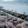 요즘 매화 명소 핫플 원동 순매원 그리고 김해 용당나루매화공원