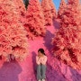 [2월 여행] 핑크빛으로 가득한 포천 허브아일랜드 24년 2월 방문후기