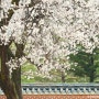 2024 벚꽃 개화 시기 총정리 및 벚꽃 명소 추천 4