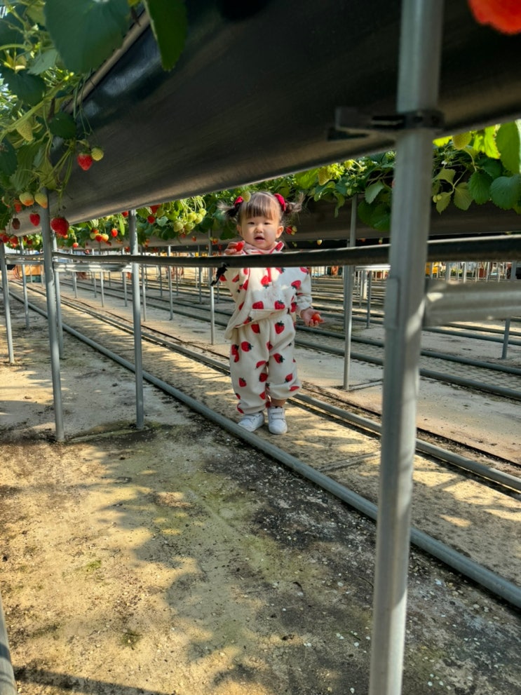 대구 딸기 체험 고령 다산딸기조합농원 후기 22개월 아기랑❤️
