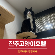 진주 고양이호텔 노르웨이숲믹스 영희♥