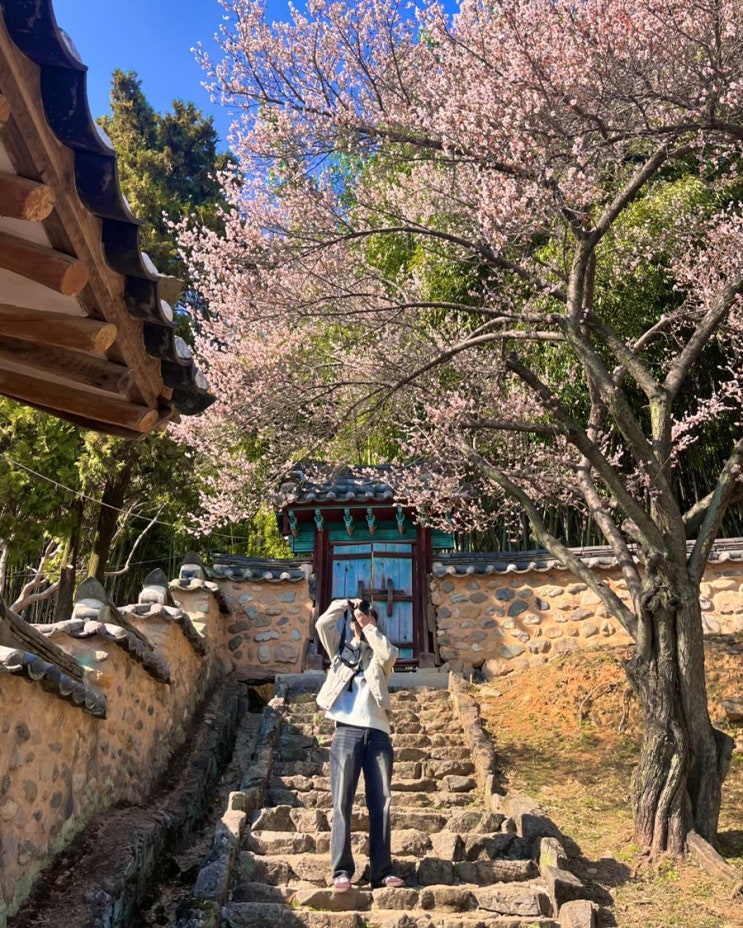 부산근교 홍매화 명소 [밀양향교] 240310 개화상황과...