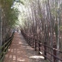 담양 걷기 좋은 담양 태목리 대나무 군락