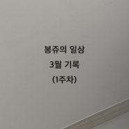 봉쥬의 일상. 24년 3월 기록(1주차)