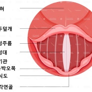 목소리가 안나와요 발성학적으로 분석해보면