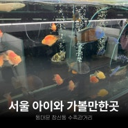 서울 아기랑 가볼만한곳, 아이와 창신동 수족관거리 구경가요