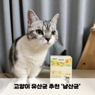 [봉봉리뷰] 고양이 유산균 추천, 입맛 까다로운 토끼똥냥이에게 꼭 필요한 아이템 보고 가세요!