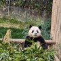 에버랜드 : of the panda, for the panda, by the panda 제 2탄, 러아푸루후, 푸바오 안녕, 마지막으로 밥먹는 푸바오 보고 온 날