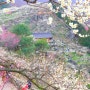 2024 광양매화축제 광양 매화마을 실시간 3월 봄꽃축제