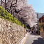 [부산] 봄에 꼭 가야하는 개금벚꽃길! 2024 벚꽃개화시기!