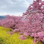 [도쿄생활/일상] 마츠다사쿠라마츠리, 카와즈사쿠라, 벚꽃축제, 겨울벚꽃, 니시히라카타 공원