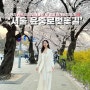 봄에 꼭! 즐겨야하는 서울 봄꽃 여행코스 여의도 벚꽃축제 윤중로 벚꽃길 즐기는 꿀팁!