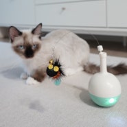 냥템점 고양이 자동장난감 먹이장난감